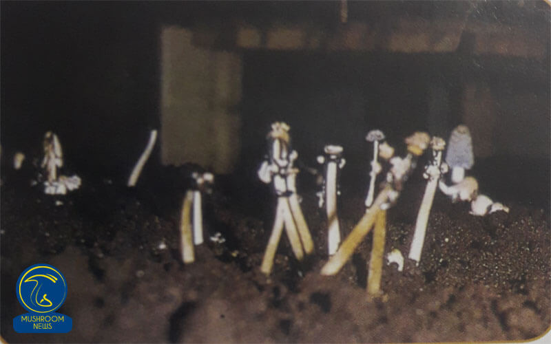 آشنایی با قارچ جوهری یا کاپرینوس Coprinus plicatilis, هاگ