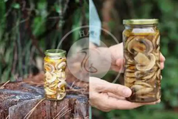 آموزش نگهداری از قارچ با روش کنسرو کردن