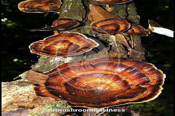 قارچ گانودرمای جنوب, هاگ