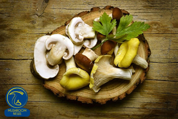 تاریخچه قارچهای خوراکی, هاگ