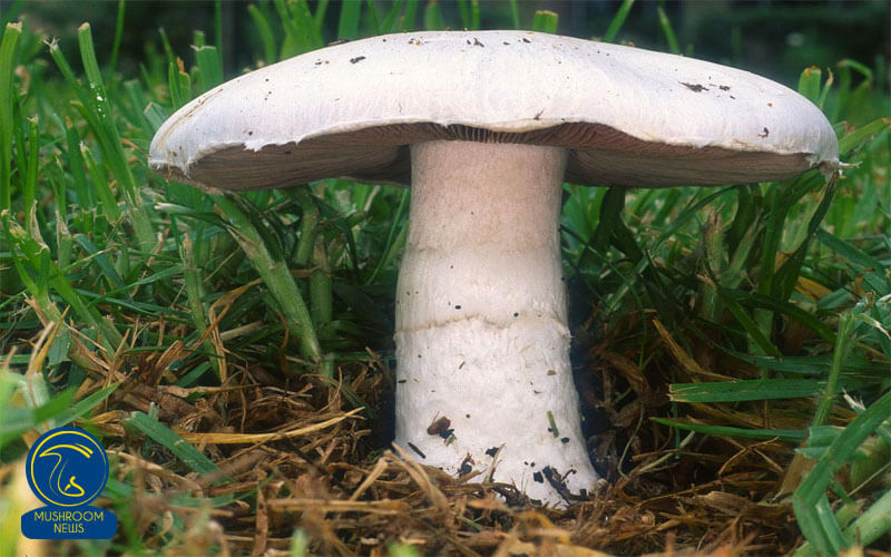 آگاریک بیسپورس