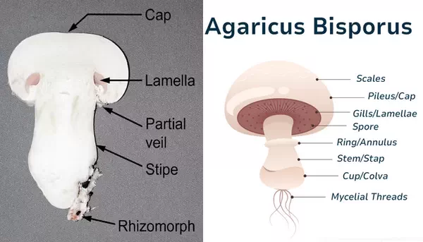 ساختار قارچ دکمه ای Agaricus bisporus یا Button Mushroom