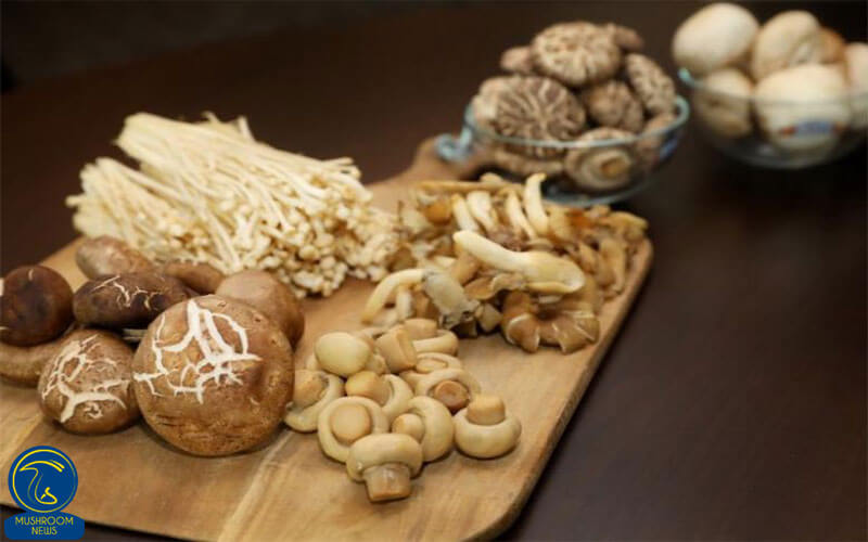 پسوندهای طبقهبندی قارچها, هاگ