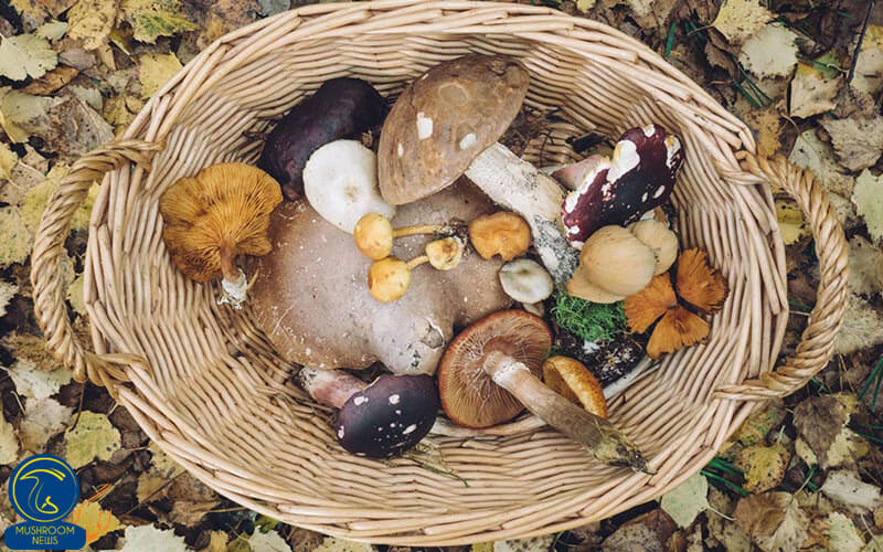 قارچ های سمی, هاگ