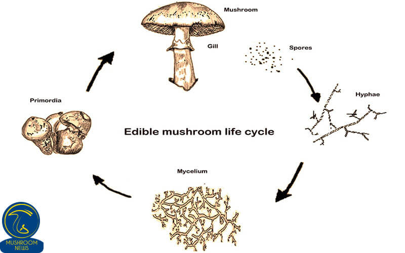 چرخه زندگی قارچ های خوراکی 