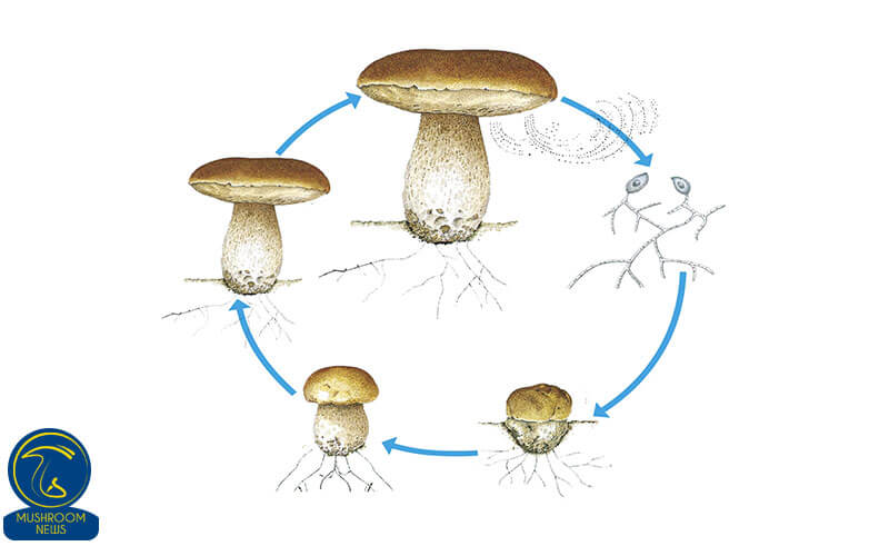 چرخه زندگی قارچ ها