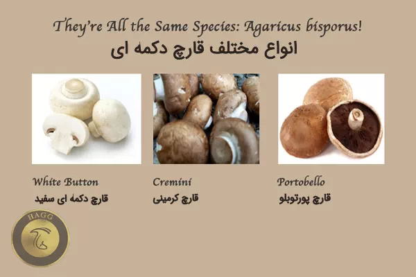 انواع مختلف قارچ دکمه ای