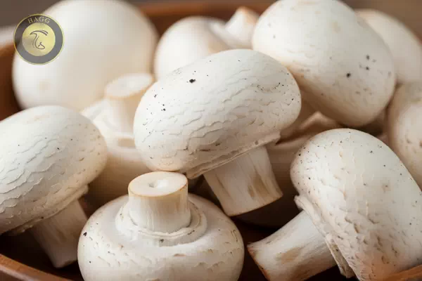 قارچ سفید دکمه ای خوراکی