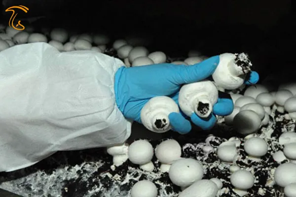 آموزش برداشت قارچ دکمه ای در مزارع پرورش قارچ