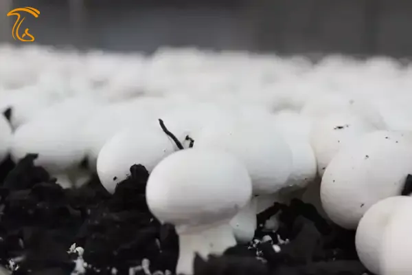 شوک دهی سالن پرورش قارچ