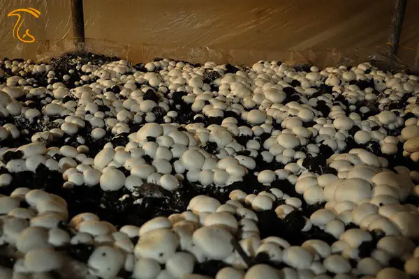 اهمیت تنظیم زمان و مقدار برداشت قارچ