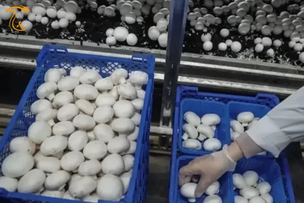 برداشت قارچ خوراکی در مزرعه پرورش