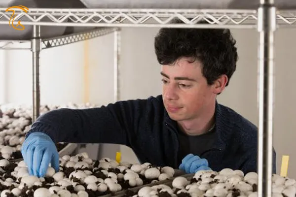 مدیریت در انتخاب جمع آوری محصول در مزارع