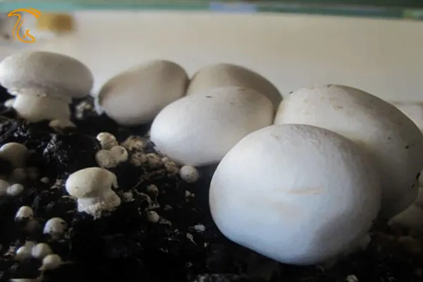 قارچهای رشد کرده به روی کمپوست برای انتخاب بهتر