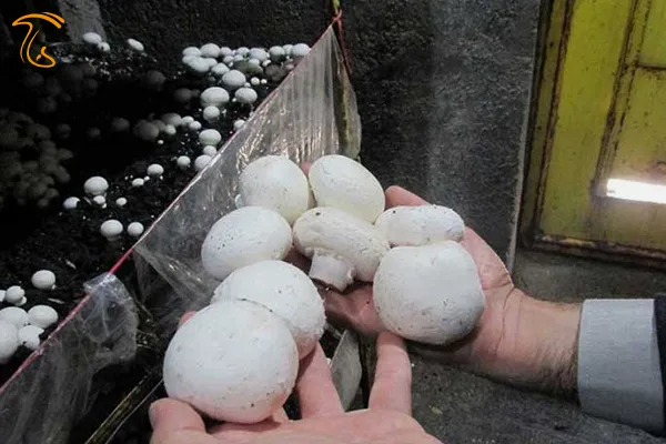 قارچهای درشت برای بازار مخصوص به خود و رستوران ها