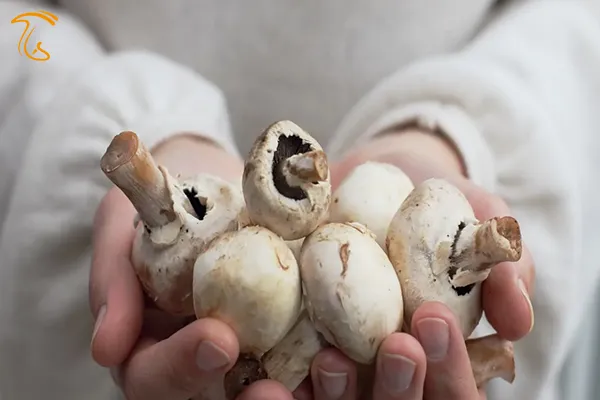 اندازه قارچهای مناسب برای رستوران ها