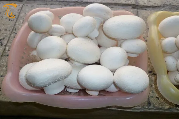 آموزش تولید قارچ