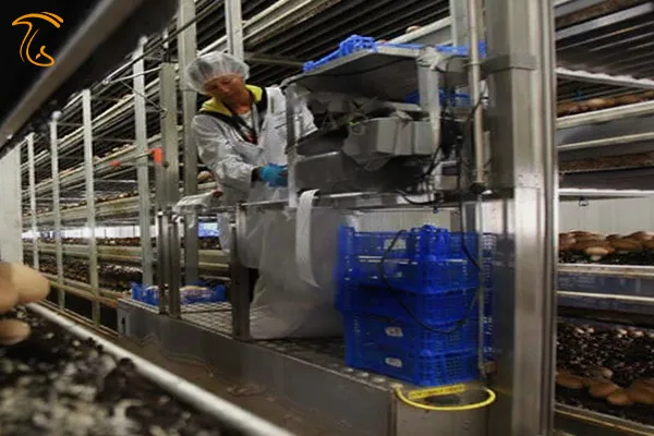 نکات مهم در برداشت قارچ دکمه ای