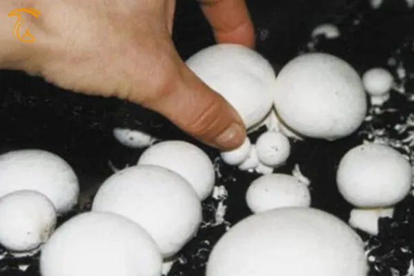 زمان برداشت قارچ