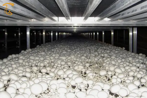 رعایت بهداشت در برداشت قارچ