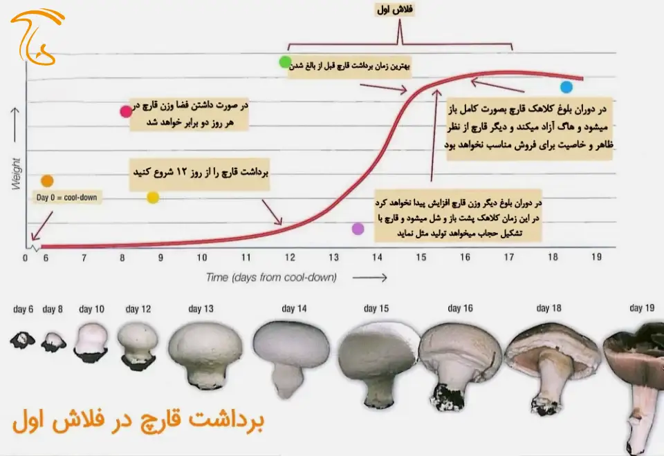 بهترین زمان برداشت قارچ در فلاش اول