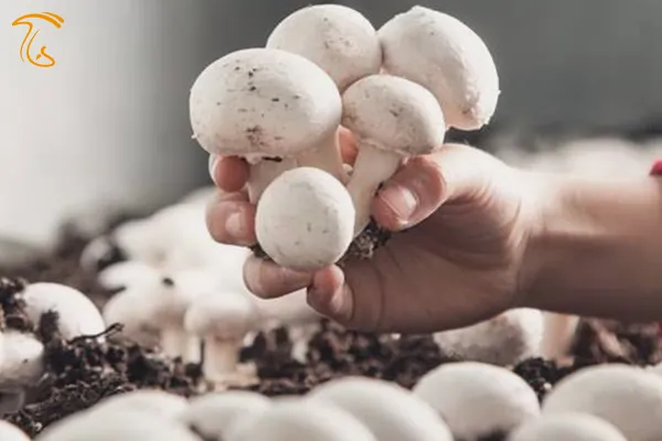 برداشت قارچ 