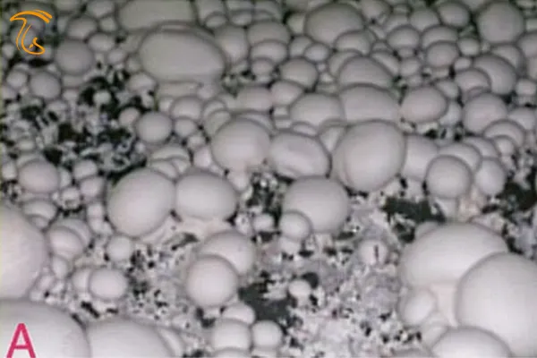 آموزش برداشت قارچ