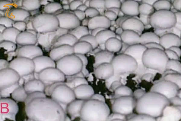 آموزش برداشت قارچ