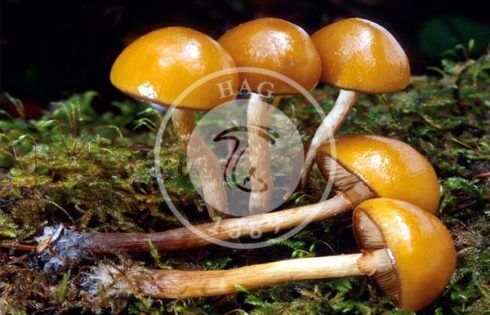 قارچ کلاهک جمجمه پاییز