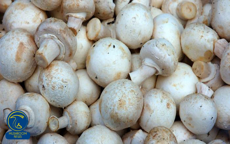 تولید سالیانه ۱۴ هزار تن قارچ خوراکی در استان قزوین