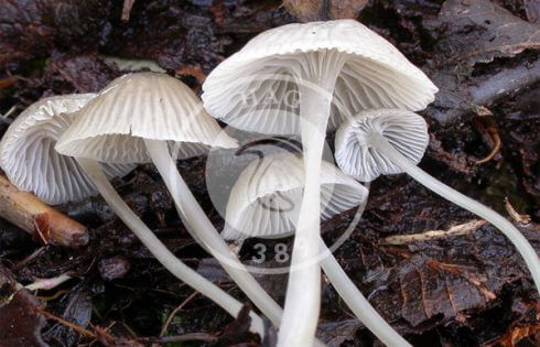 قارچ کلاه پارچه ای