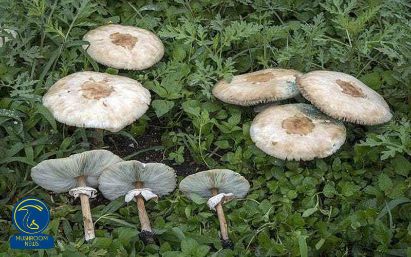 خطر مرگ با خوردن قارچ‌های روییده در طبیعت