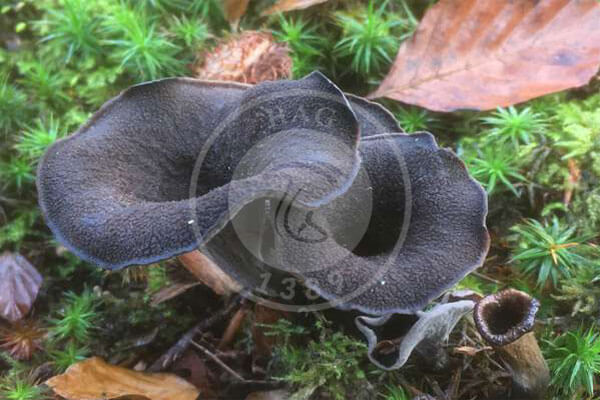 قارچ شیپوری سیاه یا ترومپت سیاه