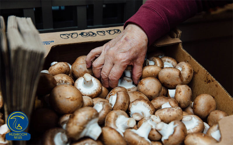 سرانه مصرف قارچ در ایران یک دوم جهان ایران رتبه ششم تولید قارچ خوراکی