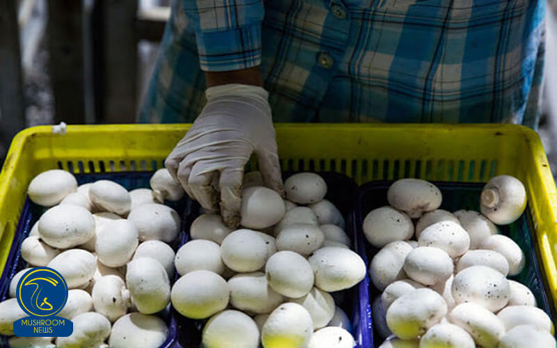 جایگاه ایران در جهان در تولید قارچ خوراکی