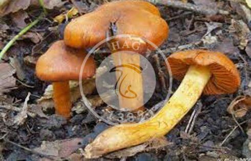 قارچ شبکه‌ای احمق