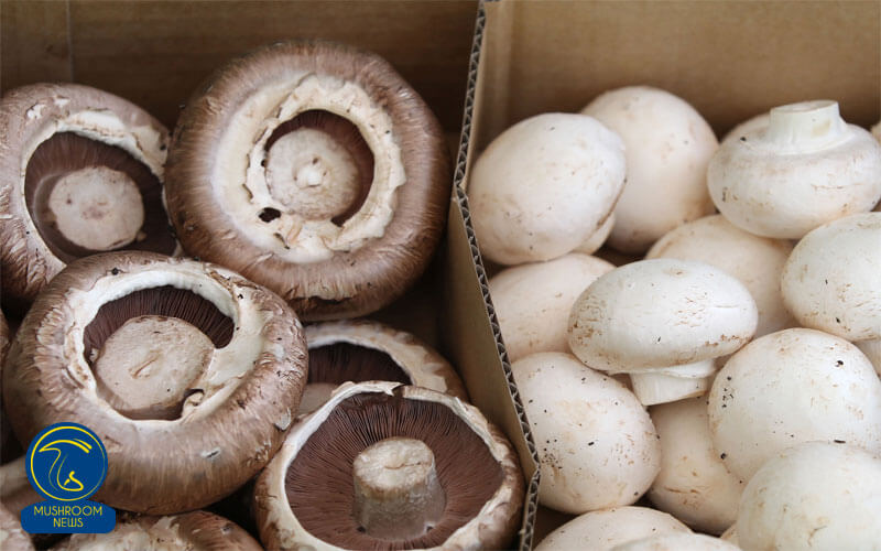تولید قارچ خوراکی در ساری سالانه ۴۵۰ تن