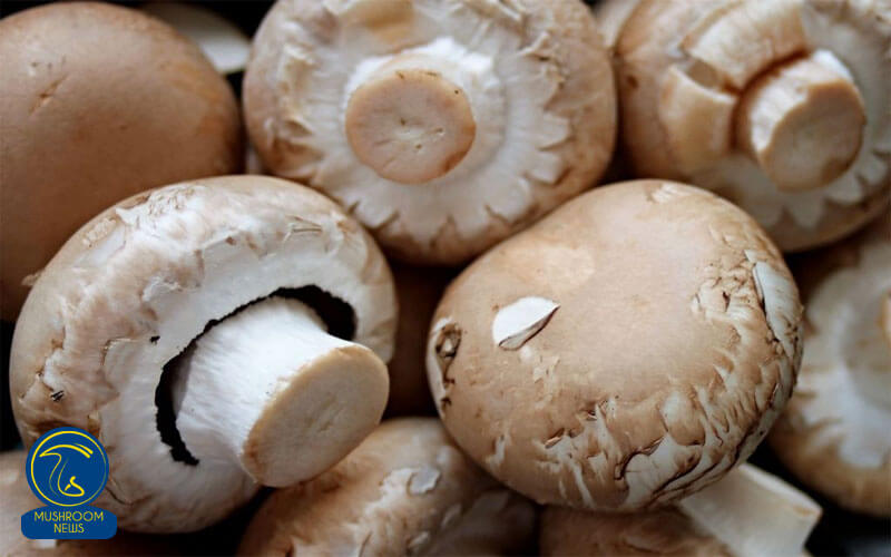 امسال ۲۹ درصد قارچ خوراکی کشور در استان تهران تولید شد