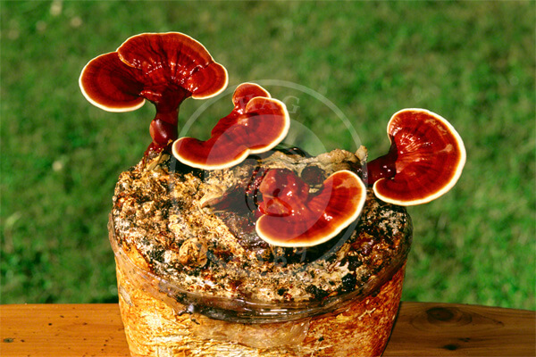 قارچ گانودرما