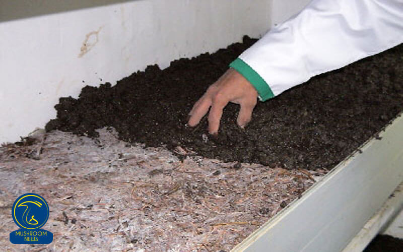 خاک دهی و خاک پوششی در پرورش قارچ