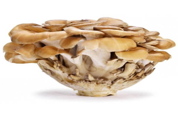 قارچ مرغ چوب, هاگ