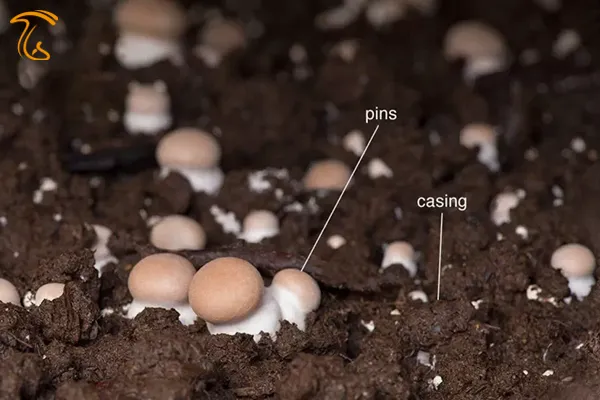 عکس مربوط به شرایط محیطی بعد از خاک دهی - مراحل بعد از خاکدهی قارچ