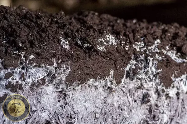 دمای کمپوست بعد از خاکدهی