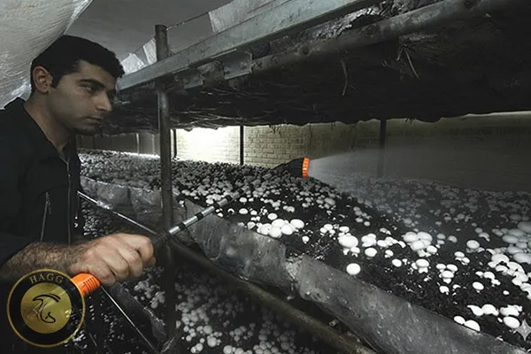 خاک دهی و خاک پوششی در پرورش قارچ مراحل بعد از خاکدهی قارچ