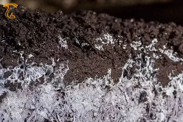 شرایط محیطی قارچ