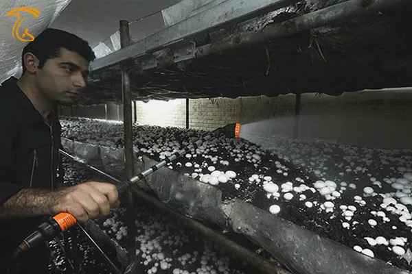 خاک دهی و خاک پوششی در پرورش قارچ مراحل بعد از خاکدهی قارچ