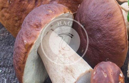 قارچ بازیدیومیکوتا