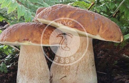 قارچ بازیدیومیکوتا