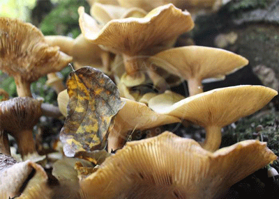 تصاویر قارچ‌های وحشی در جنگل‌های گلوگاه