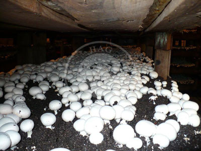 بانوی کارآفرین خمیری قارچ در منزل خود پرورش می‌دهد
